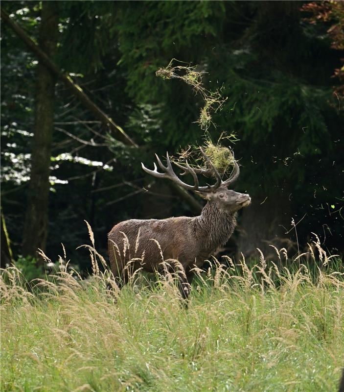 Heuernte bei der Hirschbrunft.  Von Erich Tomschi aus Mötzingen.