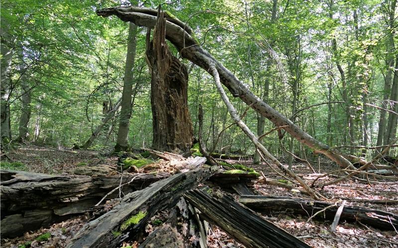 Im Schönbuchsind drei Bereiche als Bannwald ausgewiesen.GB-Foto: Gokeler