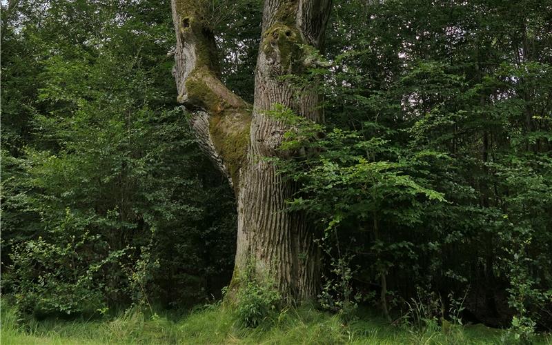 In dieser 450 Jahre alte Eiche im Schönbuch leben Juchtenkäfer.GB-Foto: Gokeler