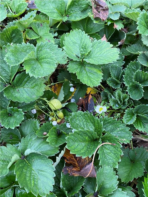 Irgendwie meint die Erdbeere es ist Frühling. Kein Wunder bei den Temperaturen. ...