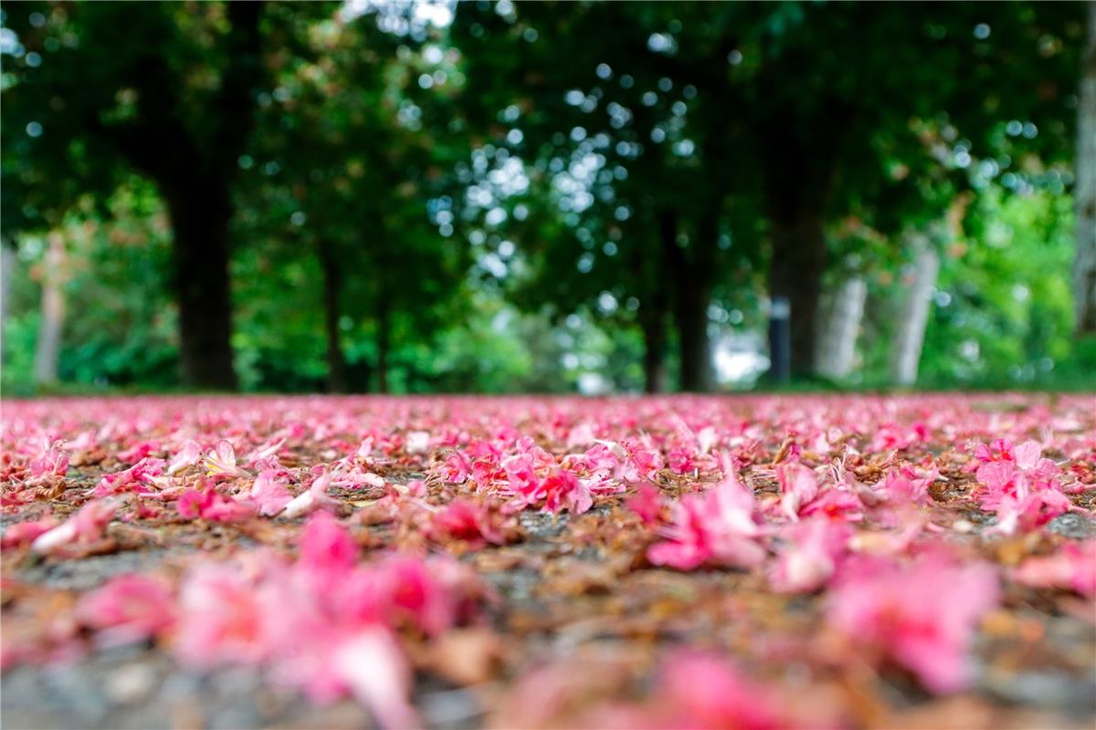 Kastanienblüten fallen ab und bedecken so schön die Straßen.  Von Natalie Politz...
