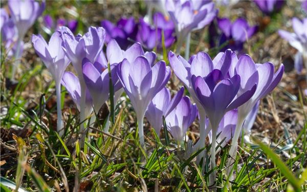 Krokusse sind Stimmungsaufheller auch bei trübem Wetter (gesehen in Herrenberg) GB-Foto: Vecsey