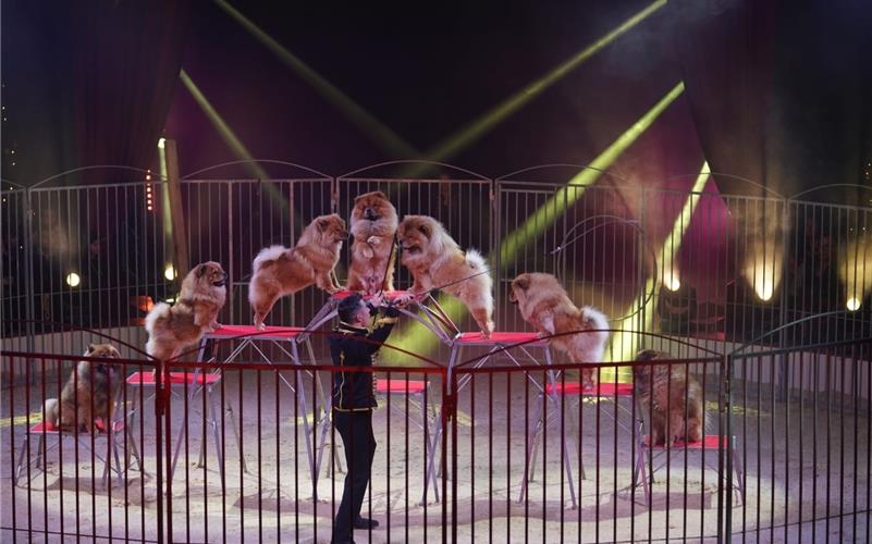 „Lion-Dog-Show“ mit Danny Lauenburger. GB-Foto: Alexander Leumann