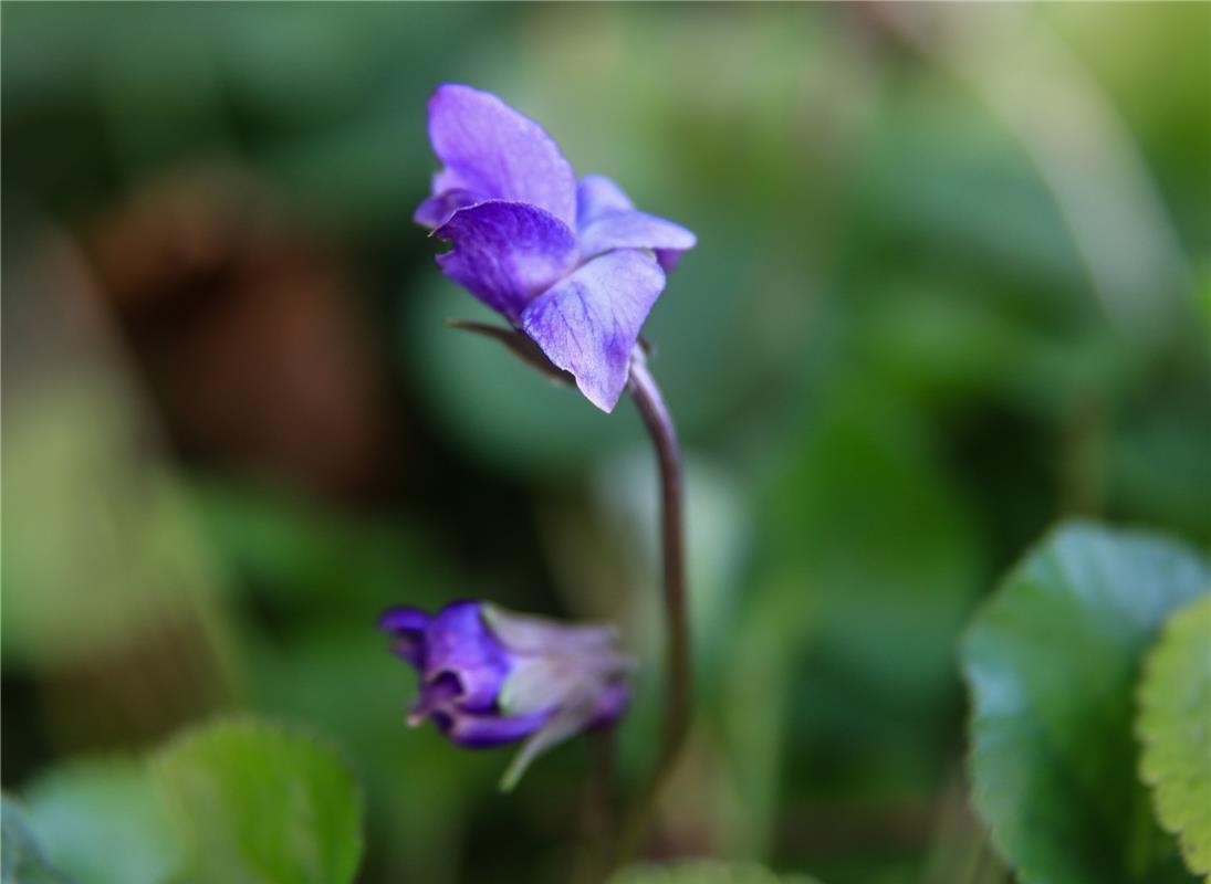 Märzveilchen oder Duftveilchen ... der Frühling naht ...  Von Natalie Politz aus...