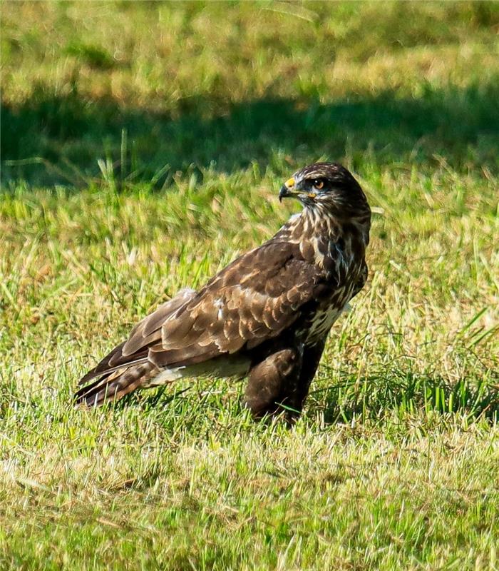 Mäusebussard.  Von Natalie Politz aus Hildrizhausen.