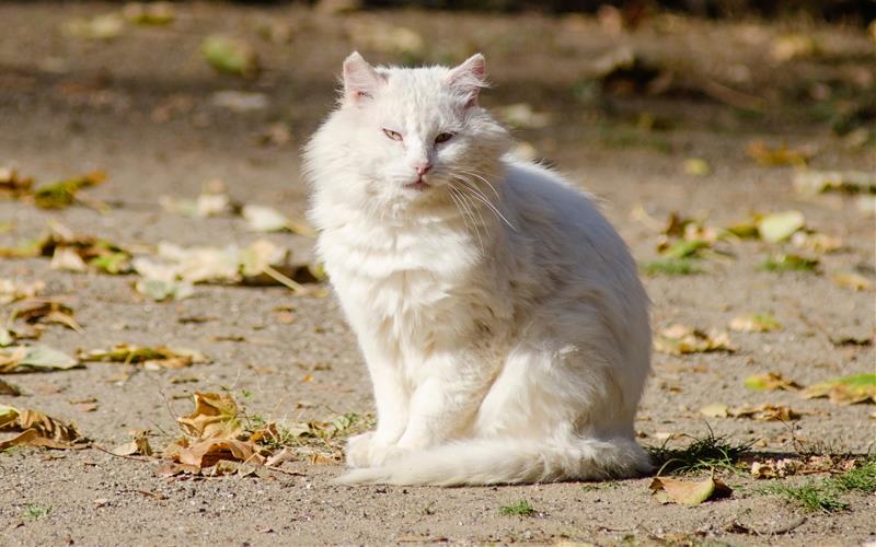 Mötzingen will streunenden Katzen Herr werden. GB-Foto: vitaly tiagunov – stock.adobe.com