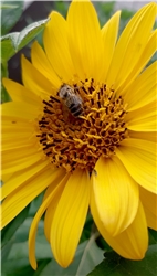 Die Sonnenblume ist groß genug für alle! Am späten Abend fliegen die Bienen noch einmal an unsere Sonnenblumen. 
Von Christine Lutz aus Herrenberg-Gültstein.