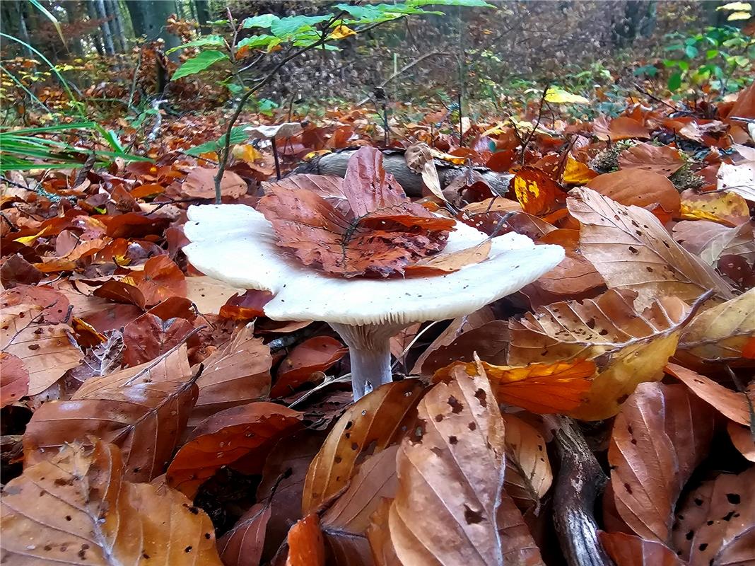 Pilz mit Blätterhut.  Von Eva Althoff-Nüßle aus Herrenberg. 