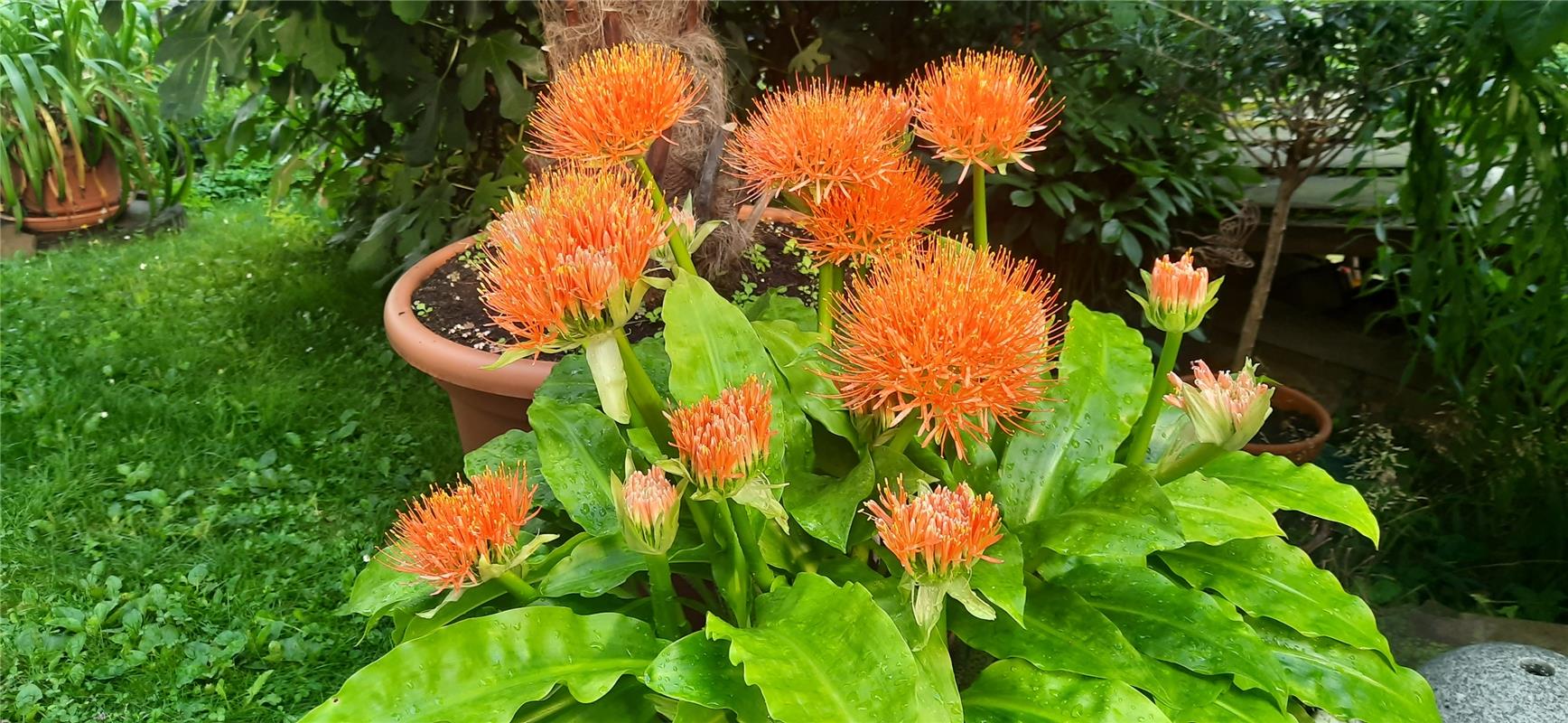 Scadoxus-Blüte pünktlich im August.  Von Andreas Winterhalter aus Herrenberg.