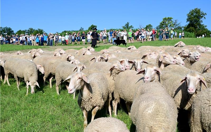 Schafe – aber auch noch viel mehr als das, gab es beim Wildberg  Schäferlauf zu erleben. Hier die Schäfer beim Leistungshüten am Sulzer Eck. GB-Foto: Holom