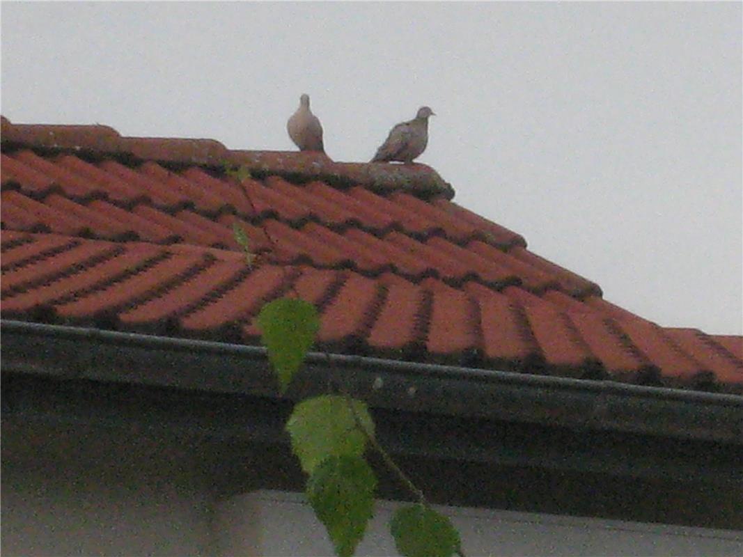 Sind hier auf Nachbars Dach die Friedenstauben gelandet, auf die wir alle so war...