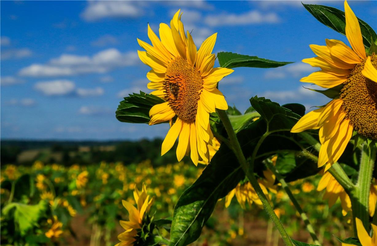 Sonne auf dem Feld. Von Natalie Politz aus Hildrizhausen.