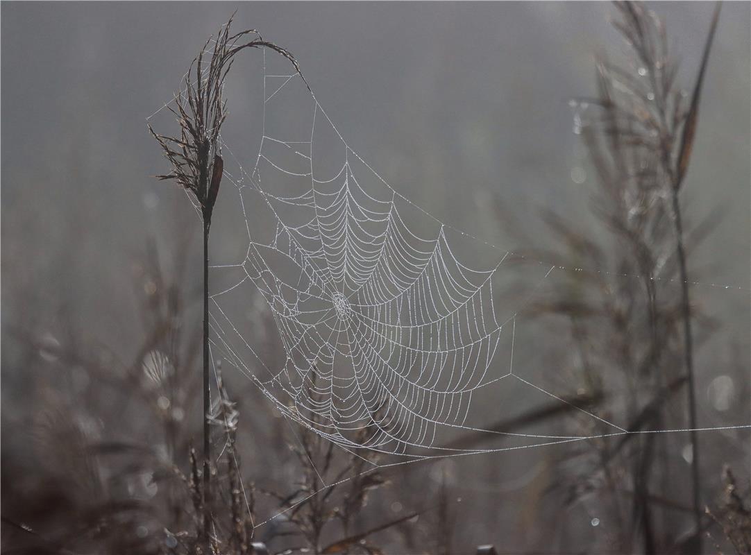 Spinnennetz im Morgengrauen...  Von Natalie Politz aus Hildrizhausen.