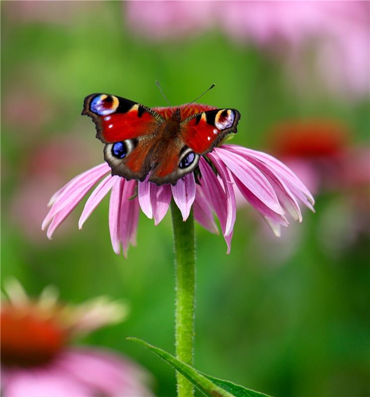 Tagpfauenauge ist ein Schmetterling aus der Familie der Edelfalter.  Von Natalie...