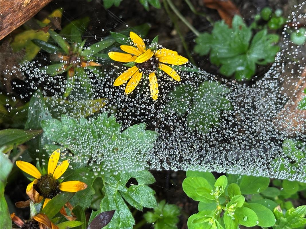 Tau liegt auf dem Spinnennetz im Blumenbeet.  Von Anja Schnotz aus Gäufelden.