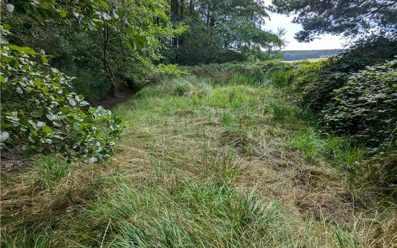 Tümpel werden saniert: Wichtiger Rückzugsort für Amphibien