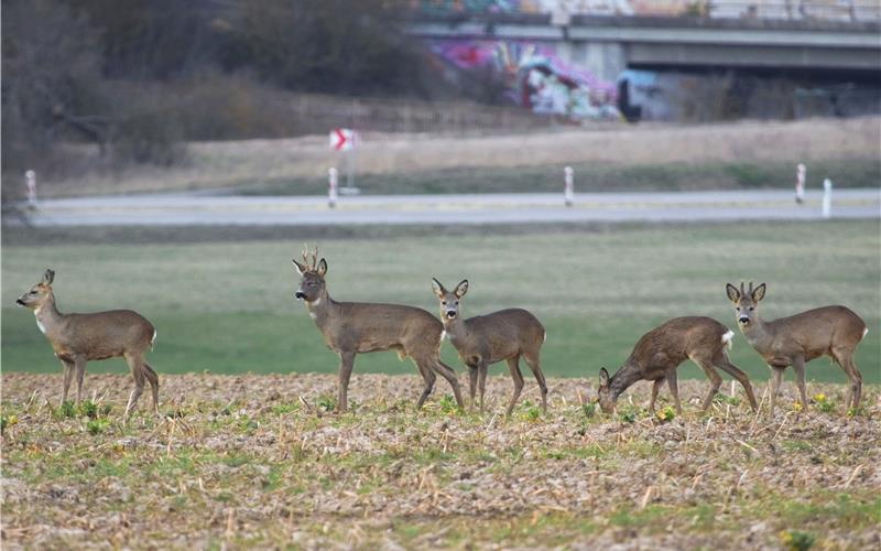 Verbiss durch Rehe zieht auch den Wald auf Nufringer Gemarkung stark in Mitleidenschaft. GB-Foto (Archiv): Bäuerle