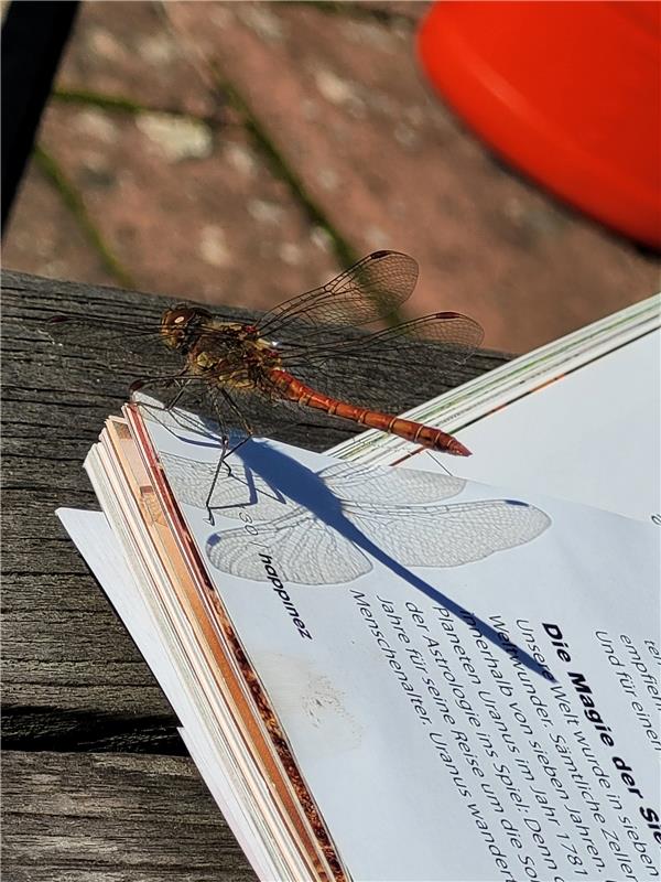 Zarter Besuch auf der Terrasse. Eine Libelle gesellte sich zu mir.  Von Dagmar B...