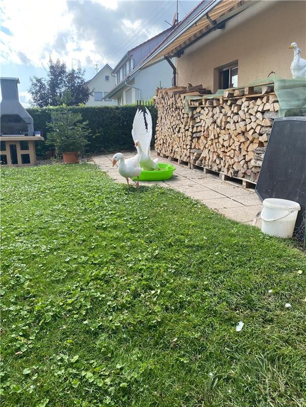 Zwei junge Gänse im heißen Sommer finden das Wasser wunderbar.  Von Bruno Bracht...